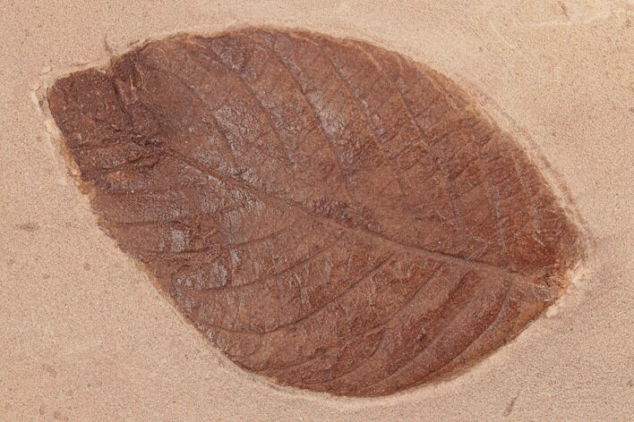 Red Fossil Leaf (Rhamnites) - Montana #188933